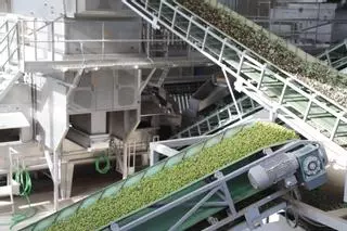 Conocer la calidad del aceite de oliva antes siquiera de extraerlo: así es el nuevo enfoque analítico de la Universidad de Córdoba