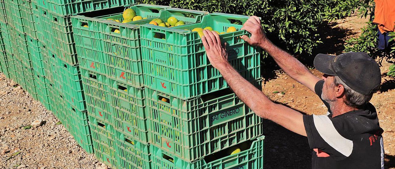 Un «collidor» apila cajones de naranjas recién cortadas del árbol en una parcela del término municipal de Oliva. | XIMO FERRI