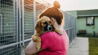 La cara solidaria de los incendios en España: más de 100 puntos de recogida para ayudar a los animales afectados