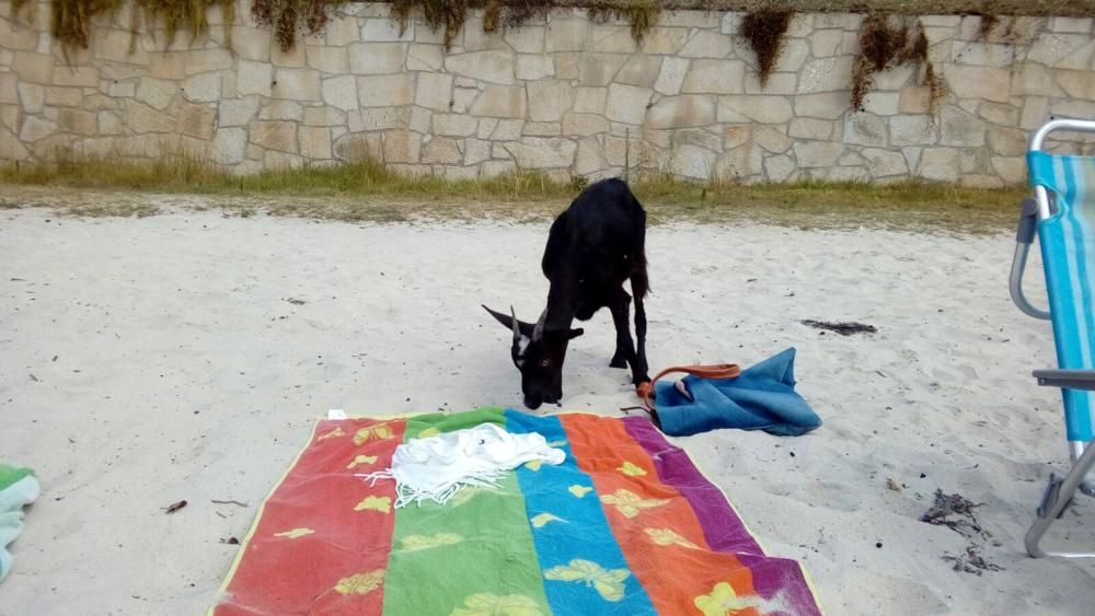 Cabras en la playa de Tirán