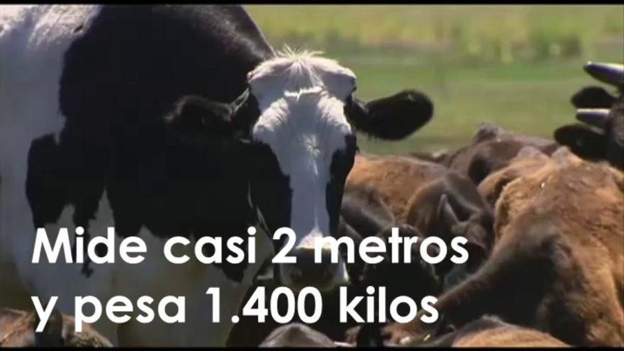 Así es Knickers, la vaca más grande de Australia