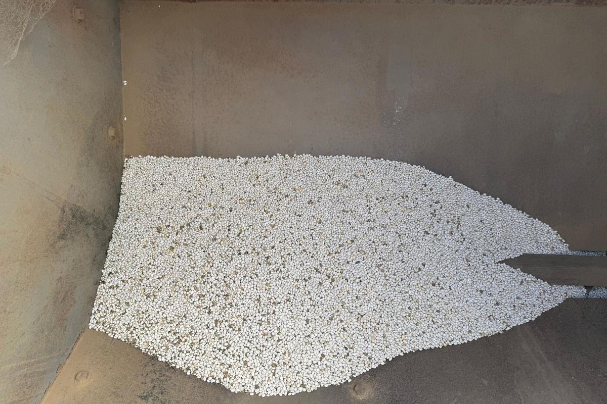 Alguns dels fesols acabats de collir en un camp de Santa Pau