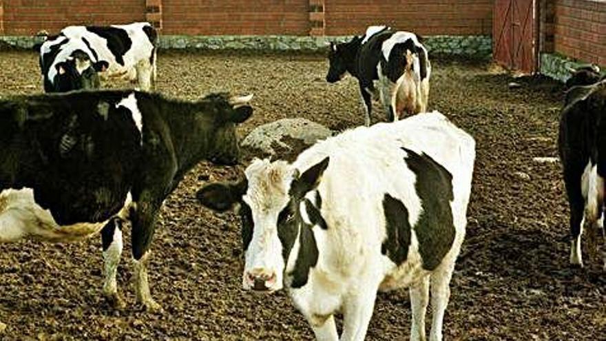 Detectan un &quot;caso aislado&quot; del mal de las vacas locas en una ganadería de El Piñero