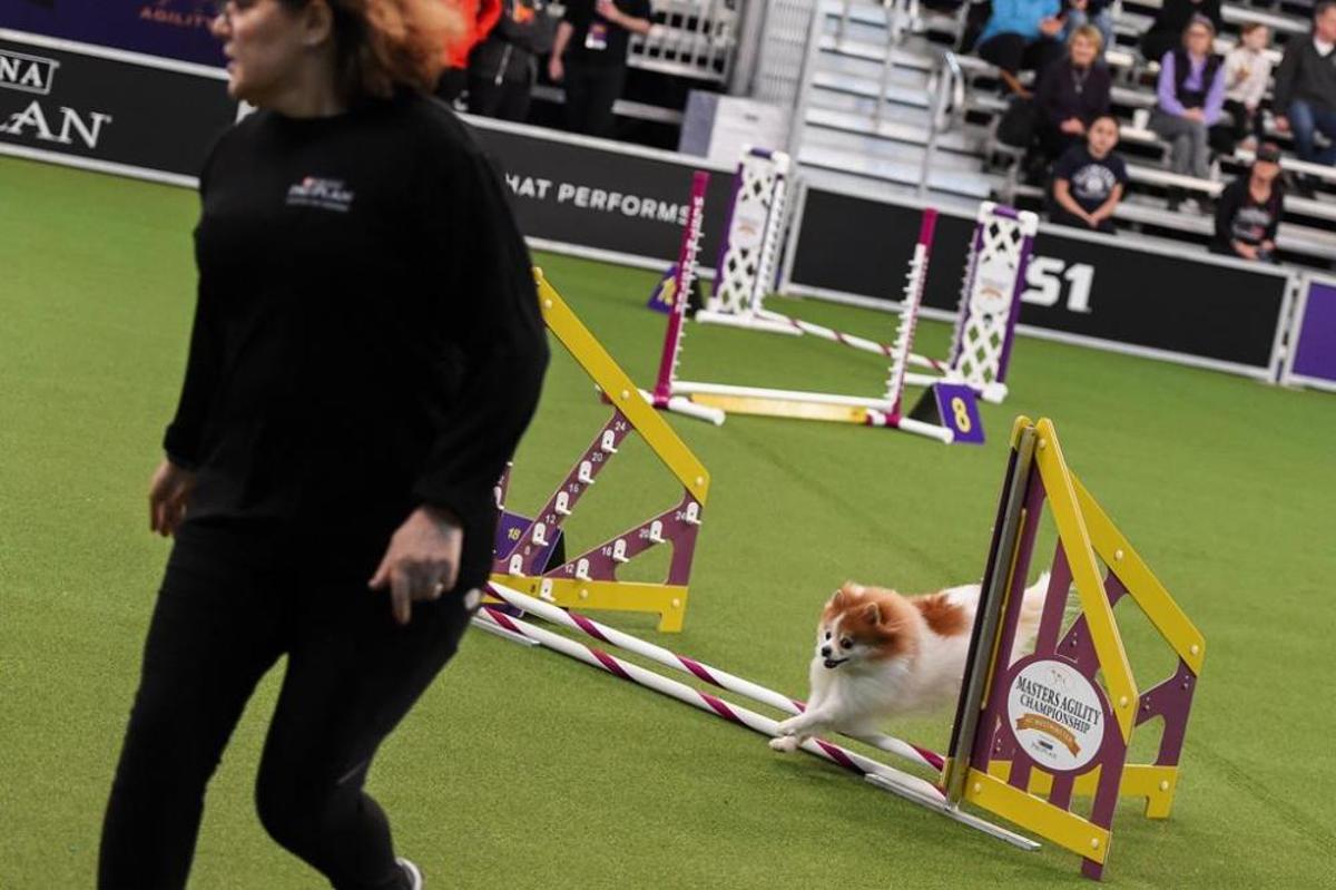 El Westminster Kennel Club, un dels shows de gossos de raça més importants del món