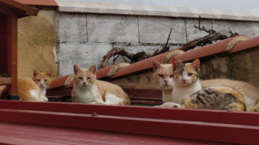 Un pequeño pueblo de Zamora encuentra hogar para 34 gatos callejeros