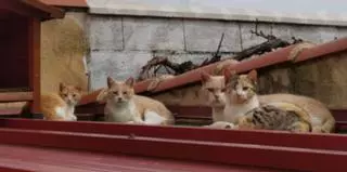 Un pequeño pueblo de Zamora encuentra hogar para 34 gatos callejeros