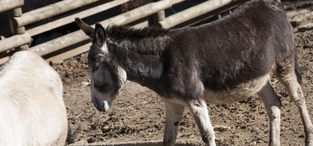 Burro fariñeiro, 5 ejemplares en excedente.