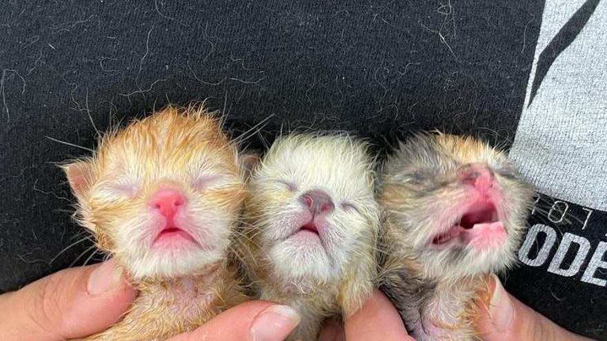 Tres gatitos abandonados y recogidos por Modepran.