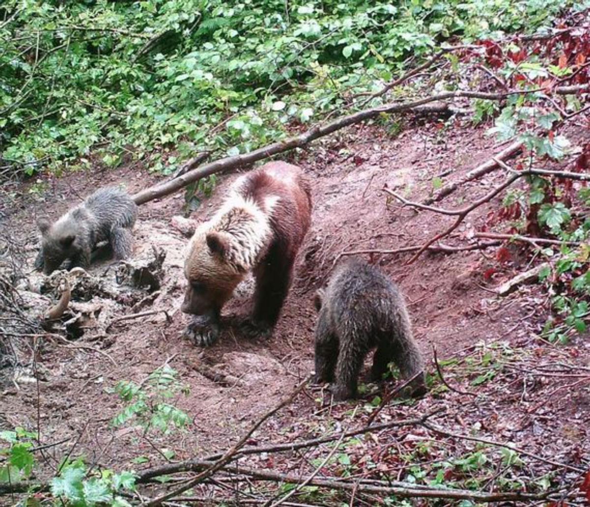 Un cuarto de siglo de la foto de &quot;Cuervo&quot;, el primer oso que retrataron las cámaras del Fapas