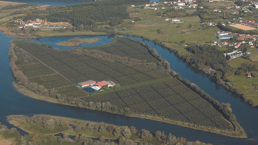El traspaso de un negocio emblemático de Asturias: la plantación de kiwis de la isla del Nalón tiene nuevo dueño