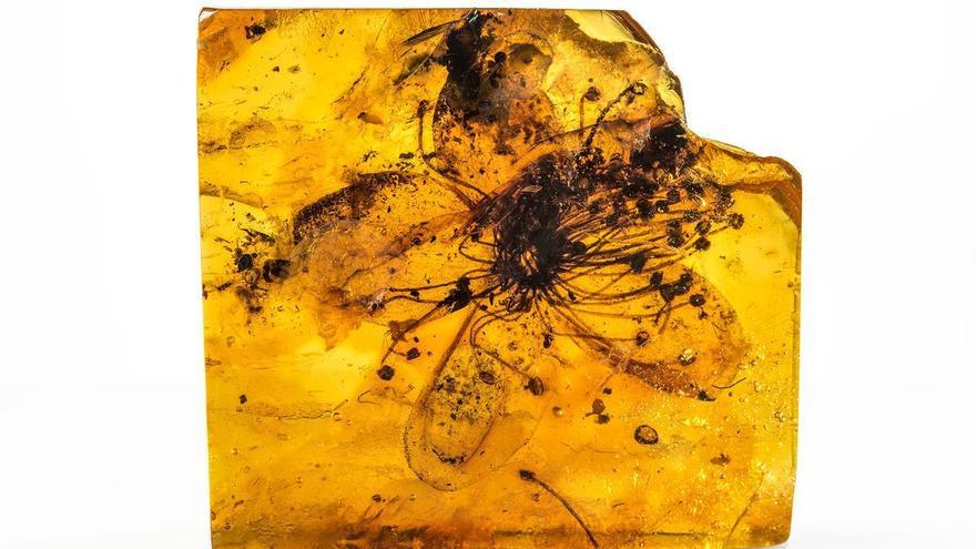 Así ha &#039;sobrevivido&#039; la flor más antigua del mundo durante casi 40 millones de años