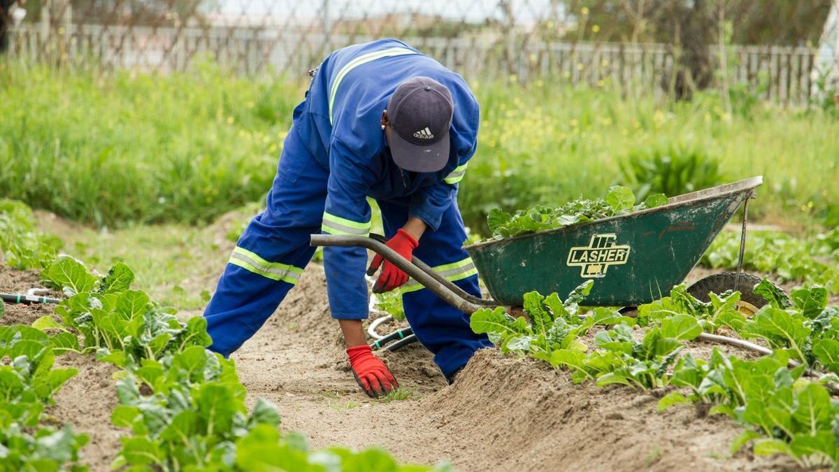 agricultor