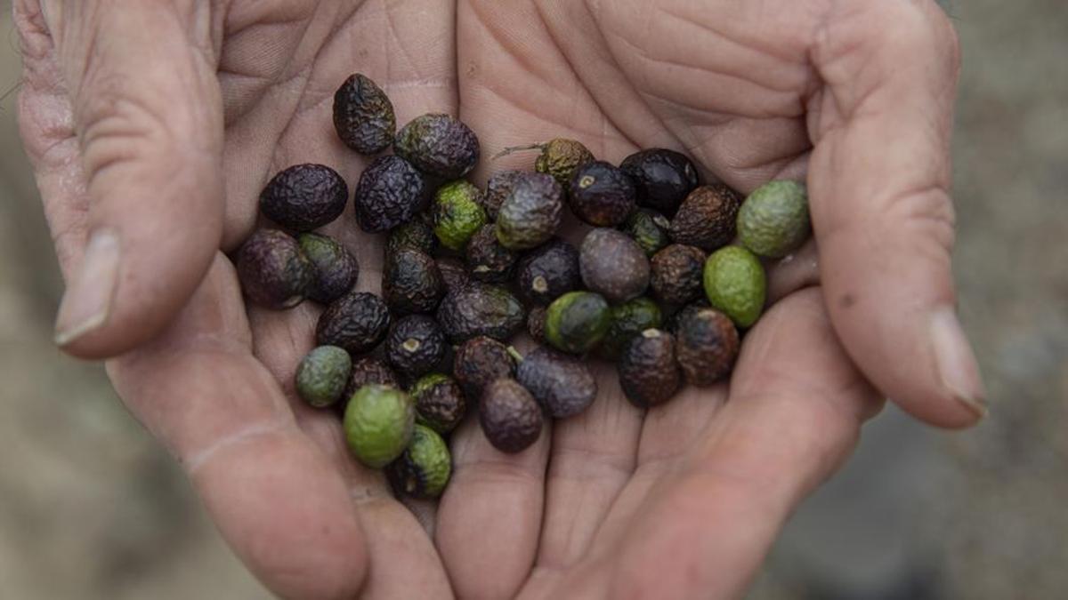 Josep Maria Bonavia muestra el estado de los olivos tras la sequía que ha afectado su finca.