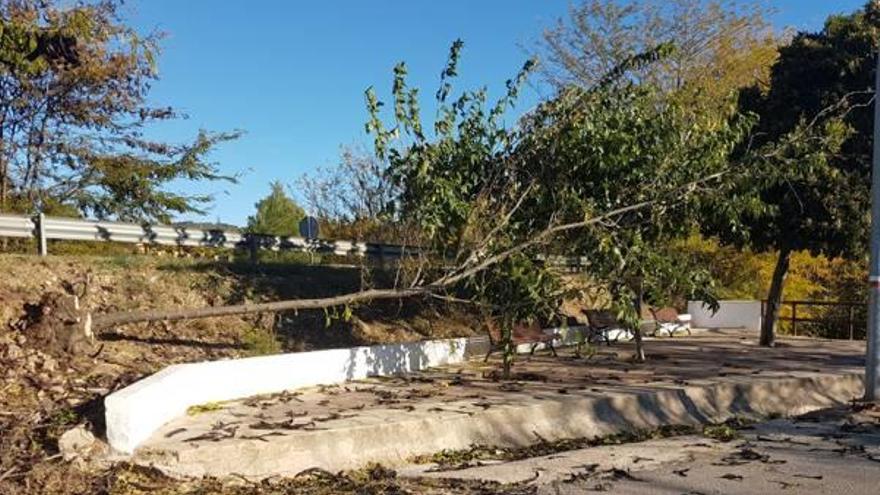 Árbol caído en Tales.