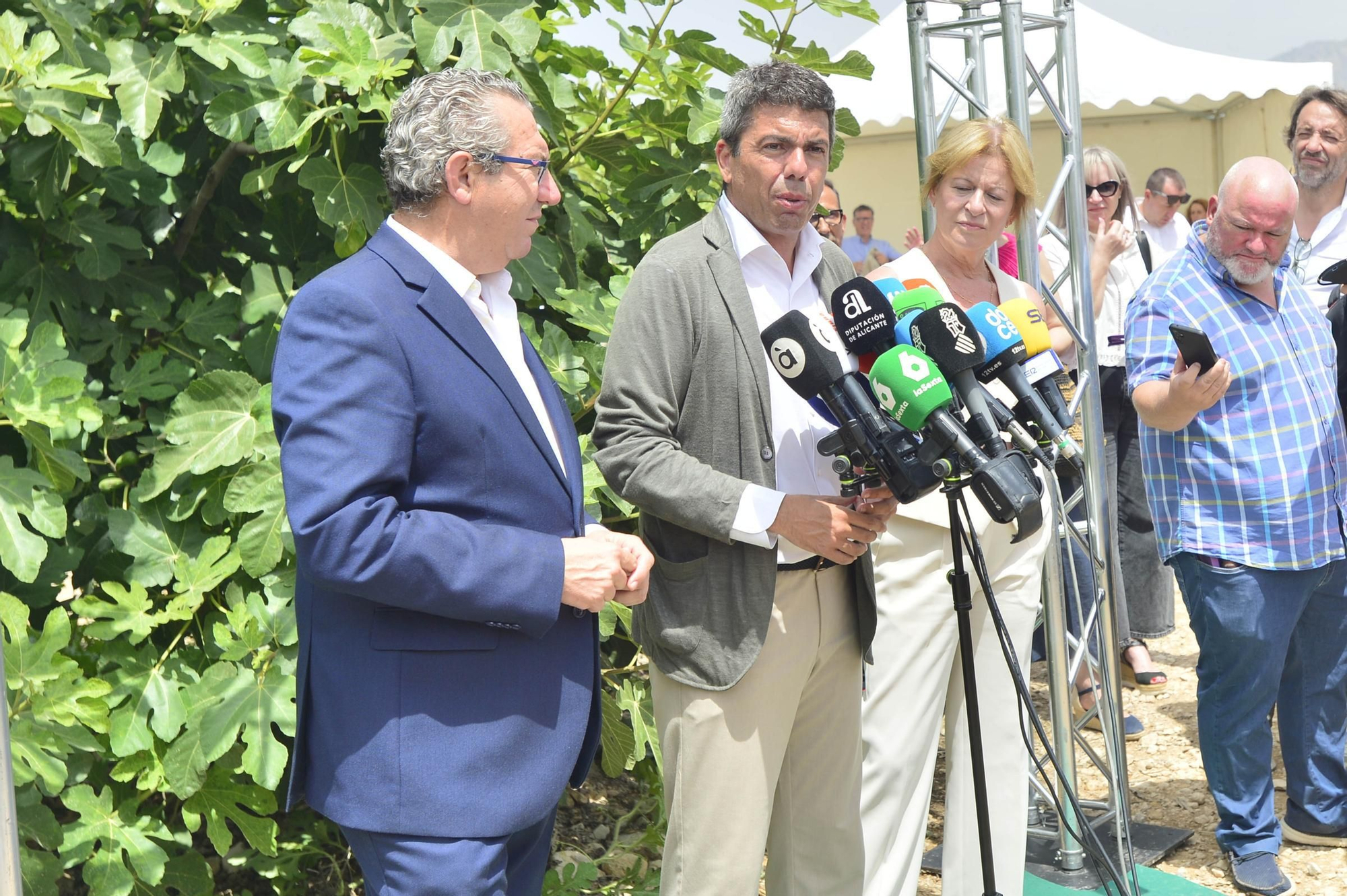 Acto simbólico del arranque de la campaña de breva colar de Albatera