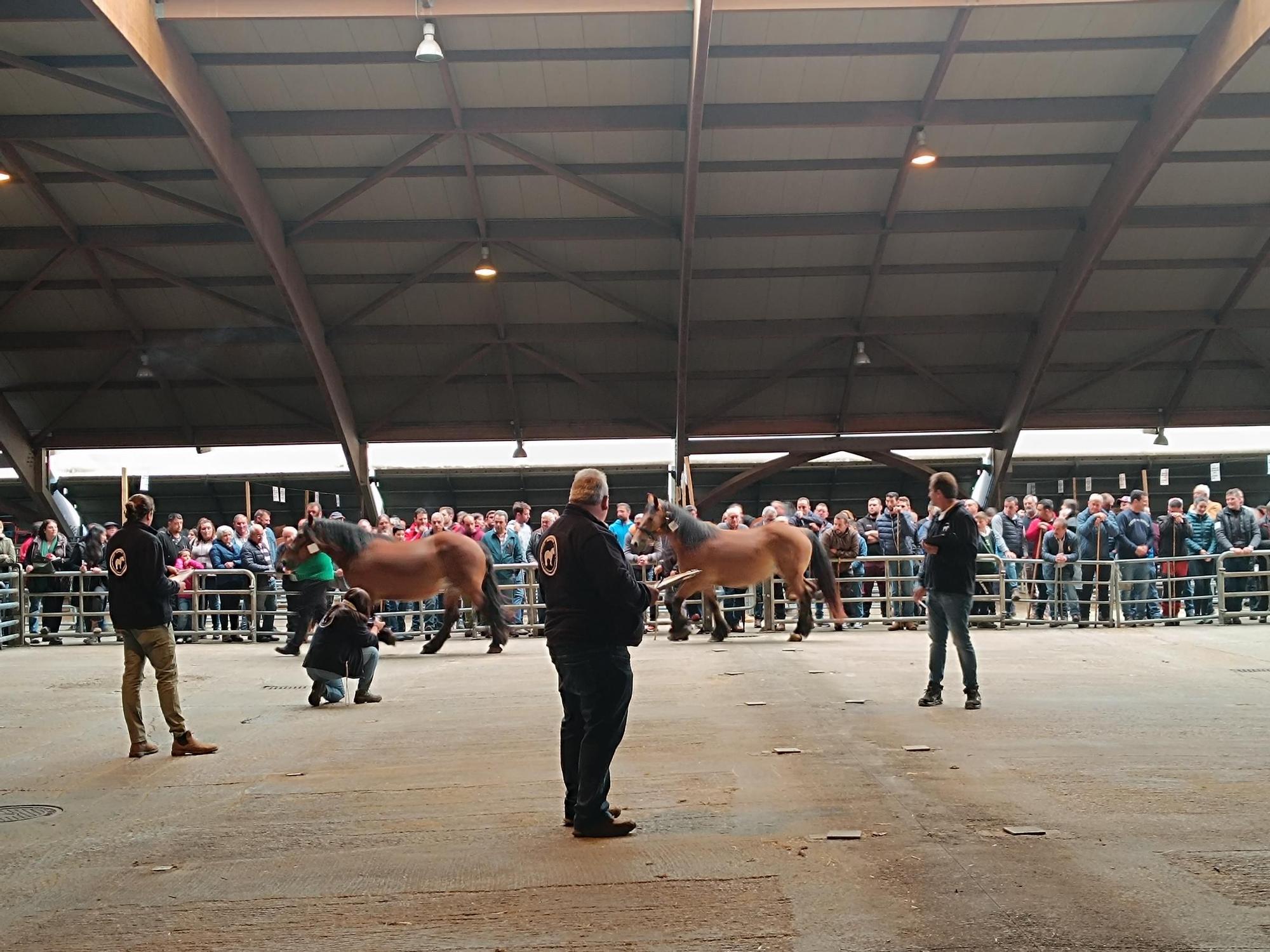 El X Concurso Equino de Pola de Siero, en imágenes