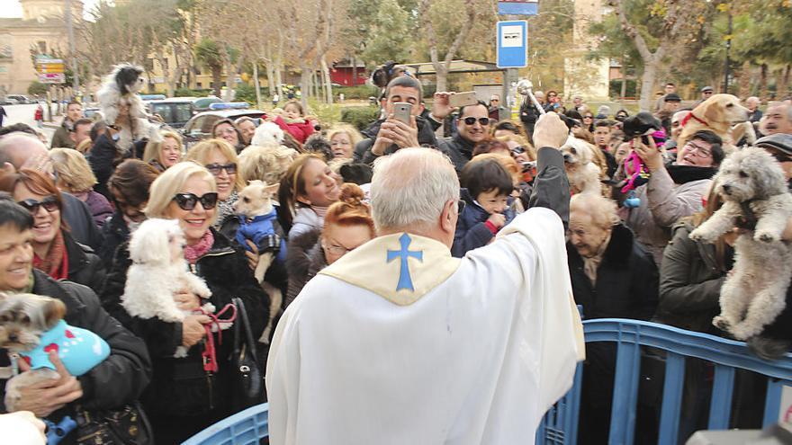 Hoy, como cada año, cientos de murcianos llevarán a sus mascotas a recibir la bendición de San Antón.