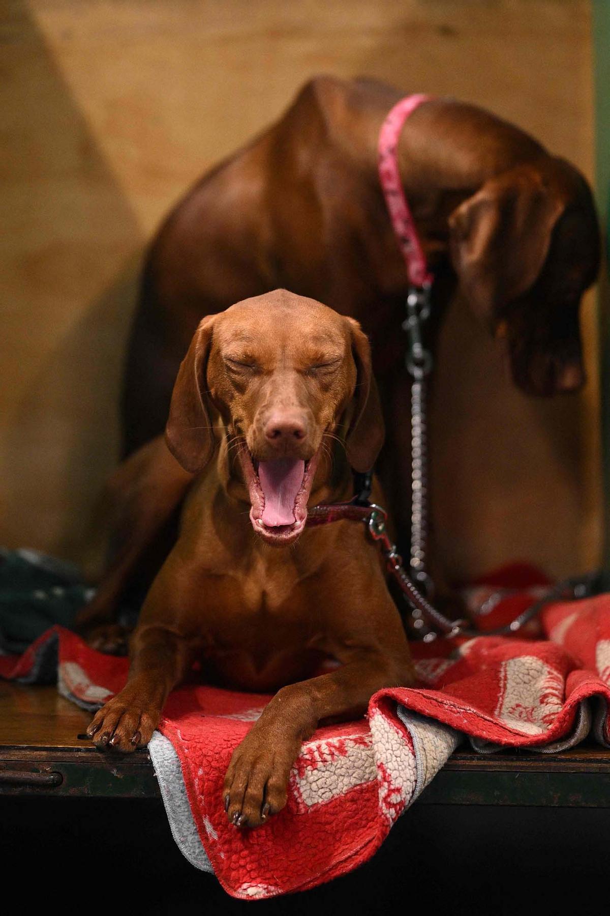 Exposición canina en el Centro Nacional de Exposiciones de Birmingham