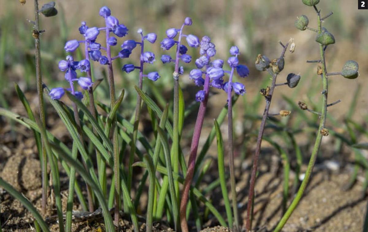 La riqueza oculta de Arraijanal