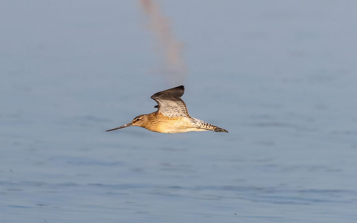 Aguja colipinta en pleno vuelo