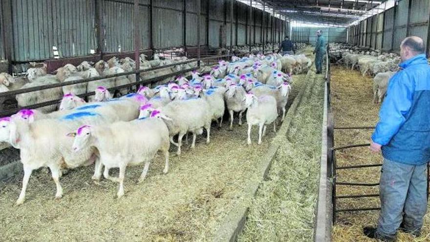 Miguel Ángel Marcos, a la derecha, en la nave donde murieron asfixiadas las ovejas.