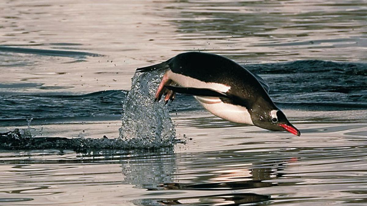 Ejemplar de pingüino papúa nadando en el mar.