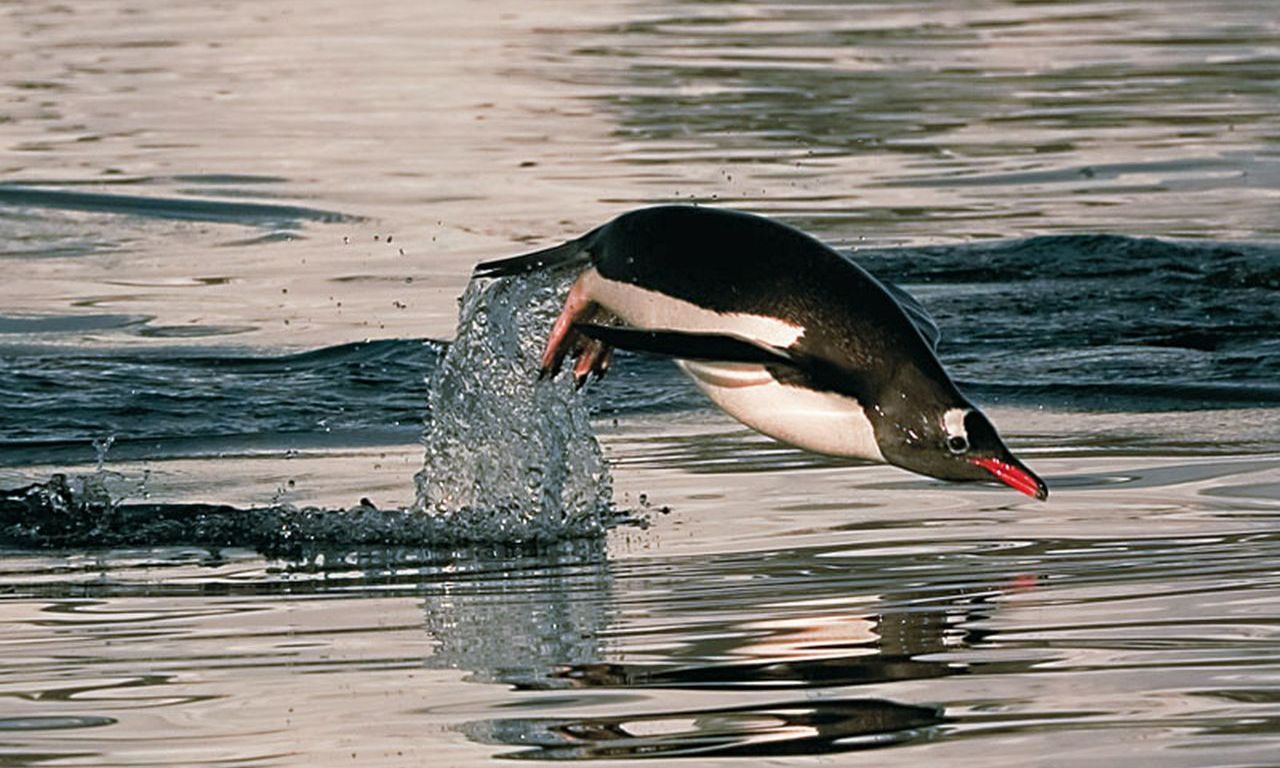 Pingüino en el mar.