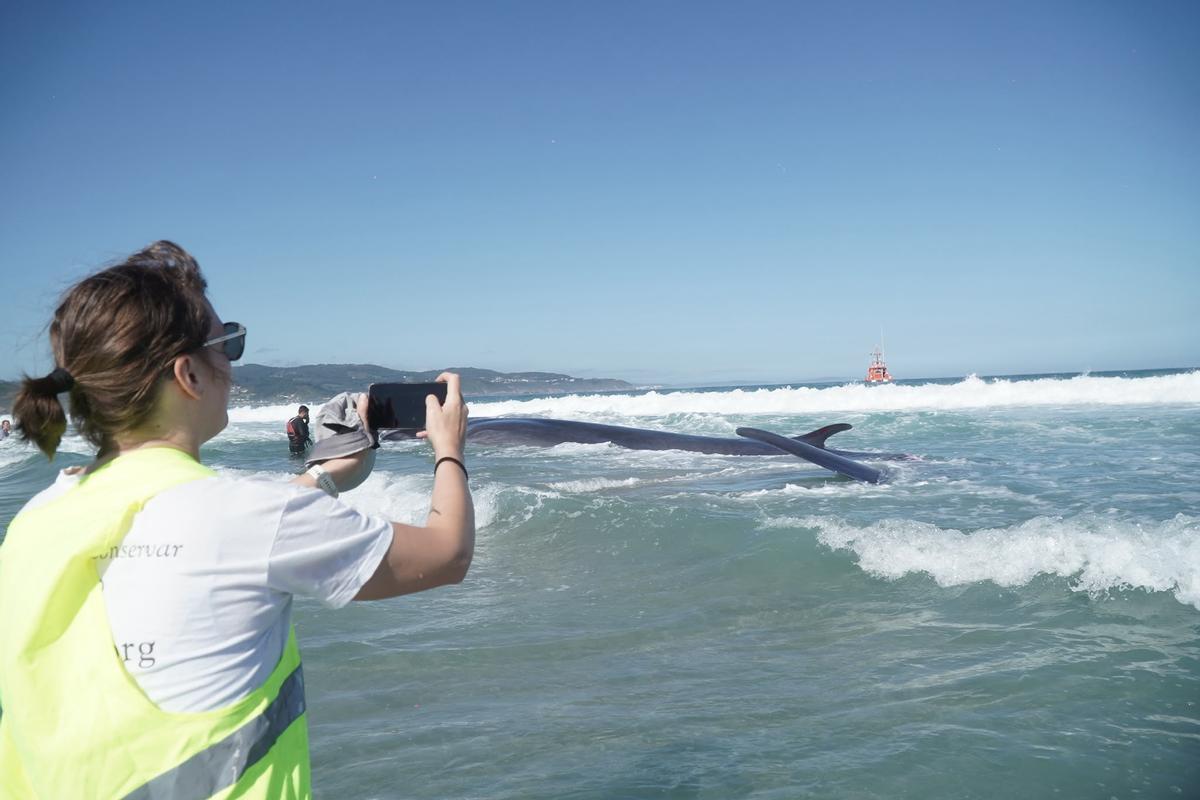 Rescate de la ballena varada en Arteixo