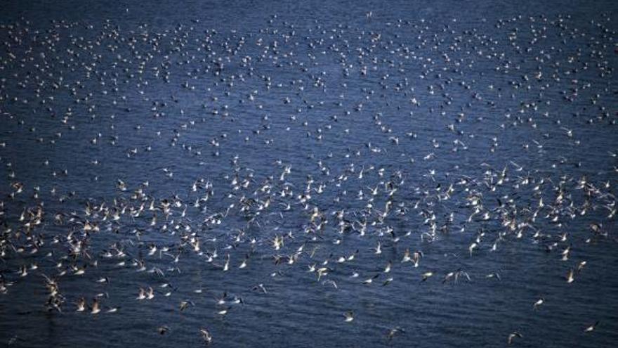Cientos de gaviotas levantan el vuelo al sentirse amenazadas en el embalse de La Pedrera.