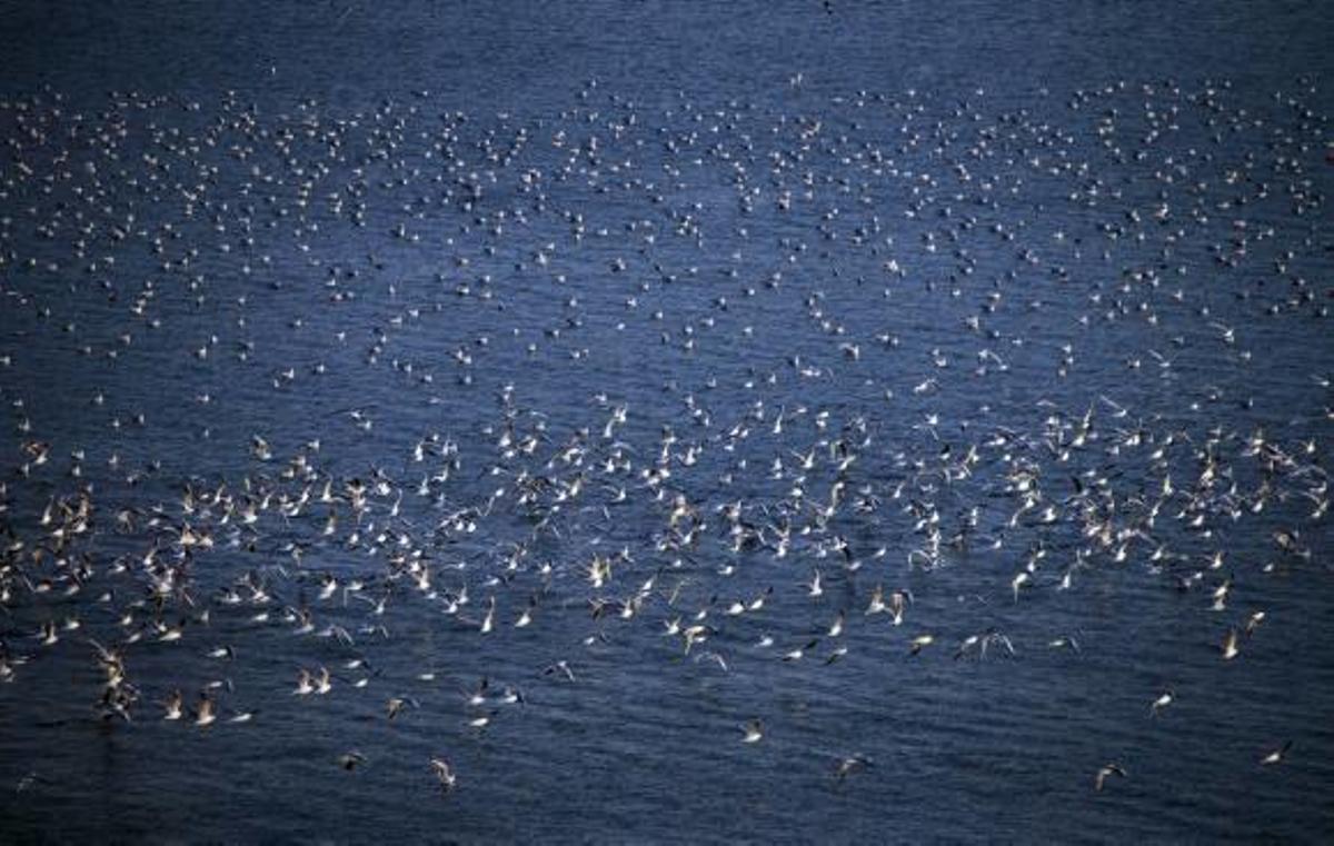 Cientos de gaviotas levantan el vuelo al sentirse amenazadas en el embalse de La Pedrera.