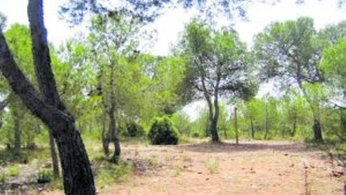 La Manguilla ofrece un singular paisaje de suaves colinas calizas de tubos de algas del Mioceno.