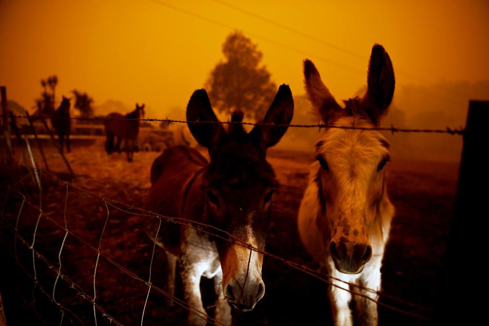 Els incendis forestals han matat més de 1.000 milions d'animals a Austràlia