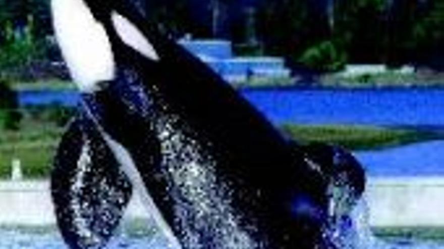 La orca de ´Liberad a Willy´ muere tras quedar en libertad