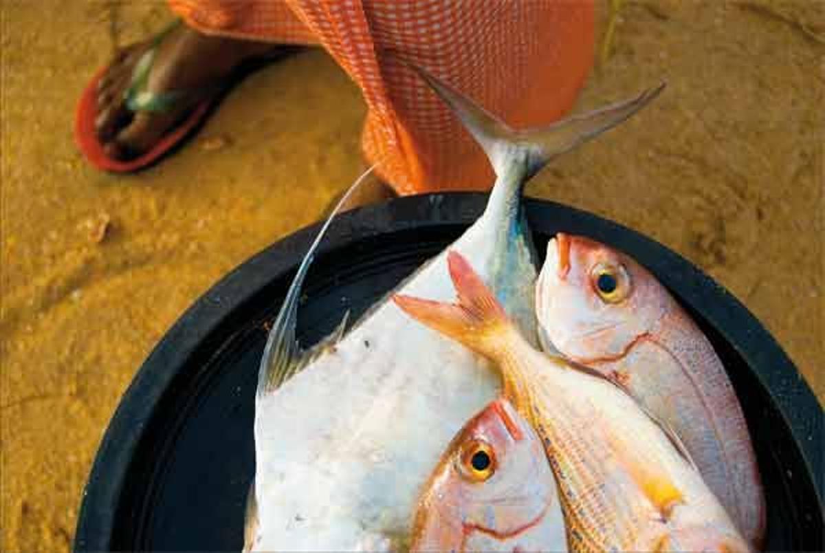 Escena de pesca y algunas capturas en Mbour, un importante puerto enclavado al sur de Saly.