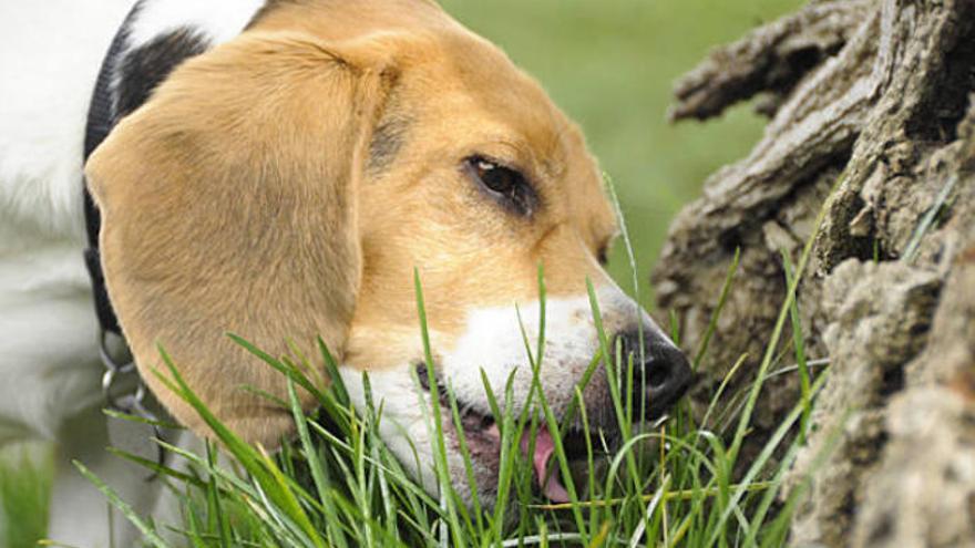 Un perro come hierba junto a un árbol.