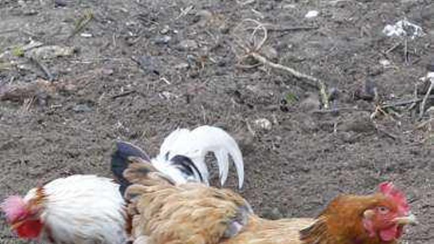 Detalle de un gallinero en una zona urbana de Nigrán. // J. Lores