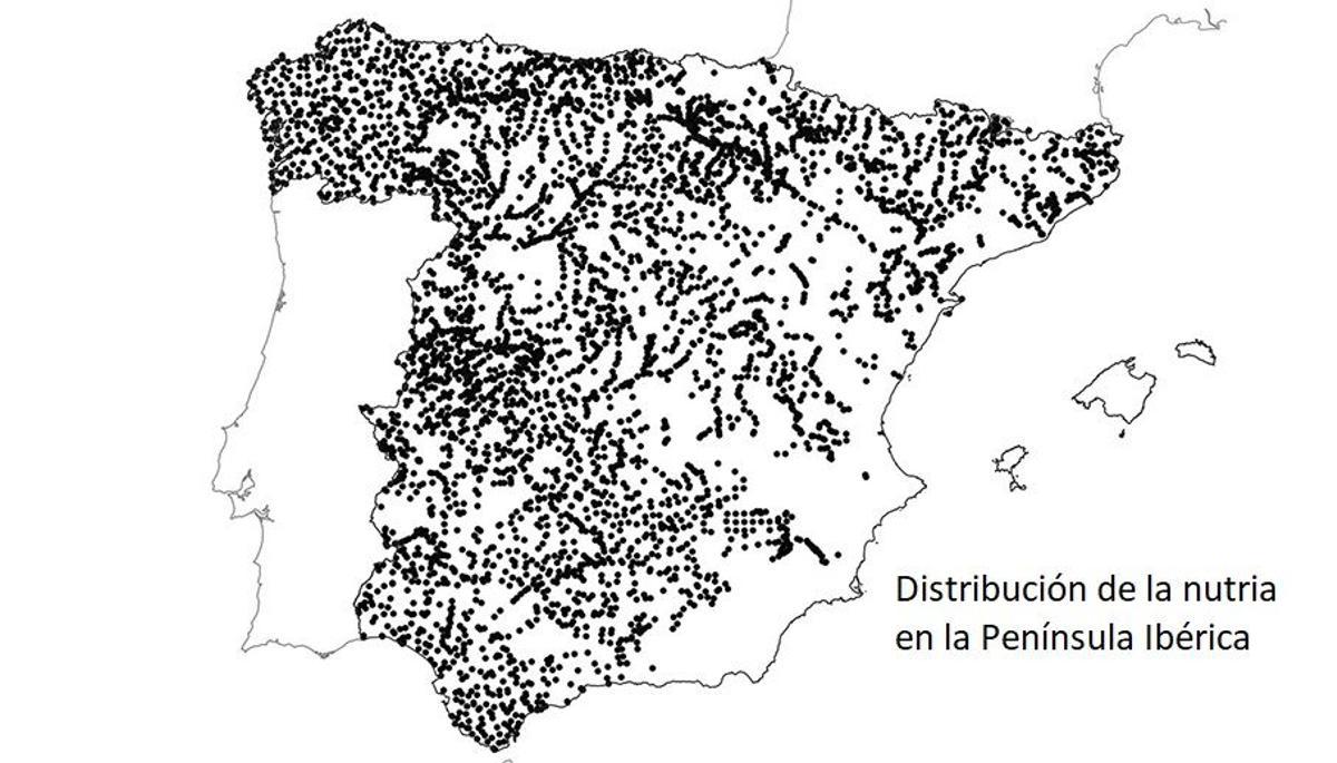 La nutria consolida su recuperación en España