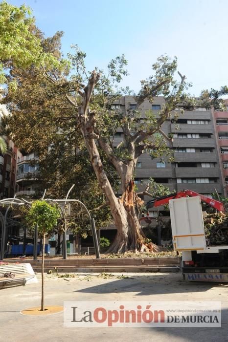 El día después de la caída de la rama del ficus de