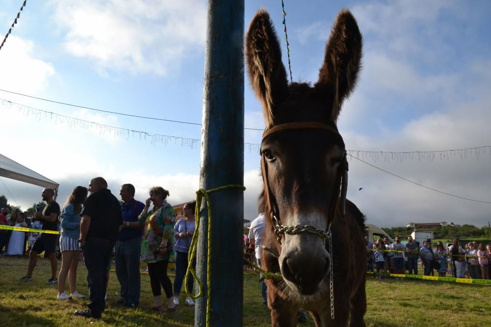 Carrera de burros en Pañeda