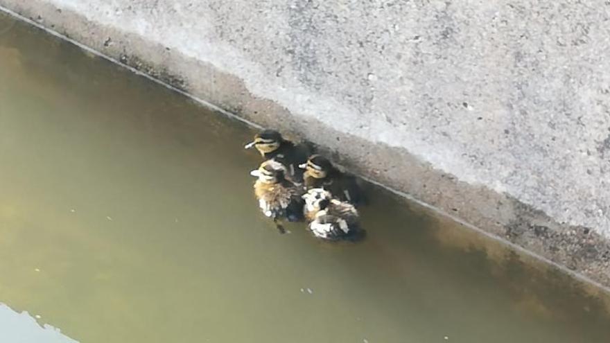 Cuatro crías de pato luchan por sobrevivir en una acequia