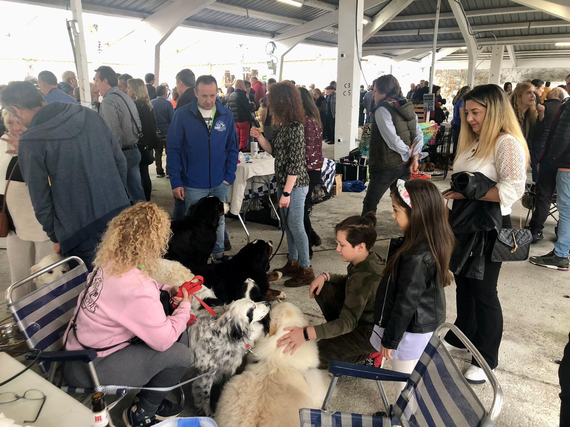 Éxito de público y animales en la 28ª Feria del Perro de Tineo