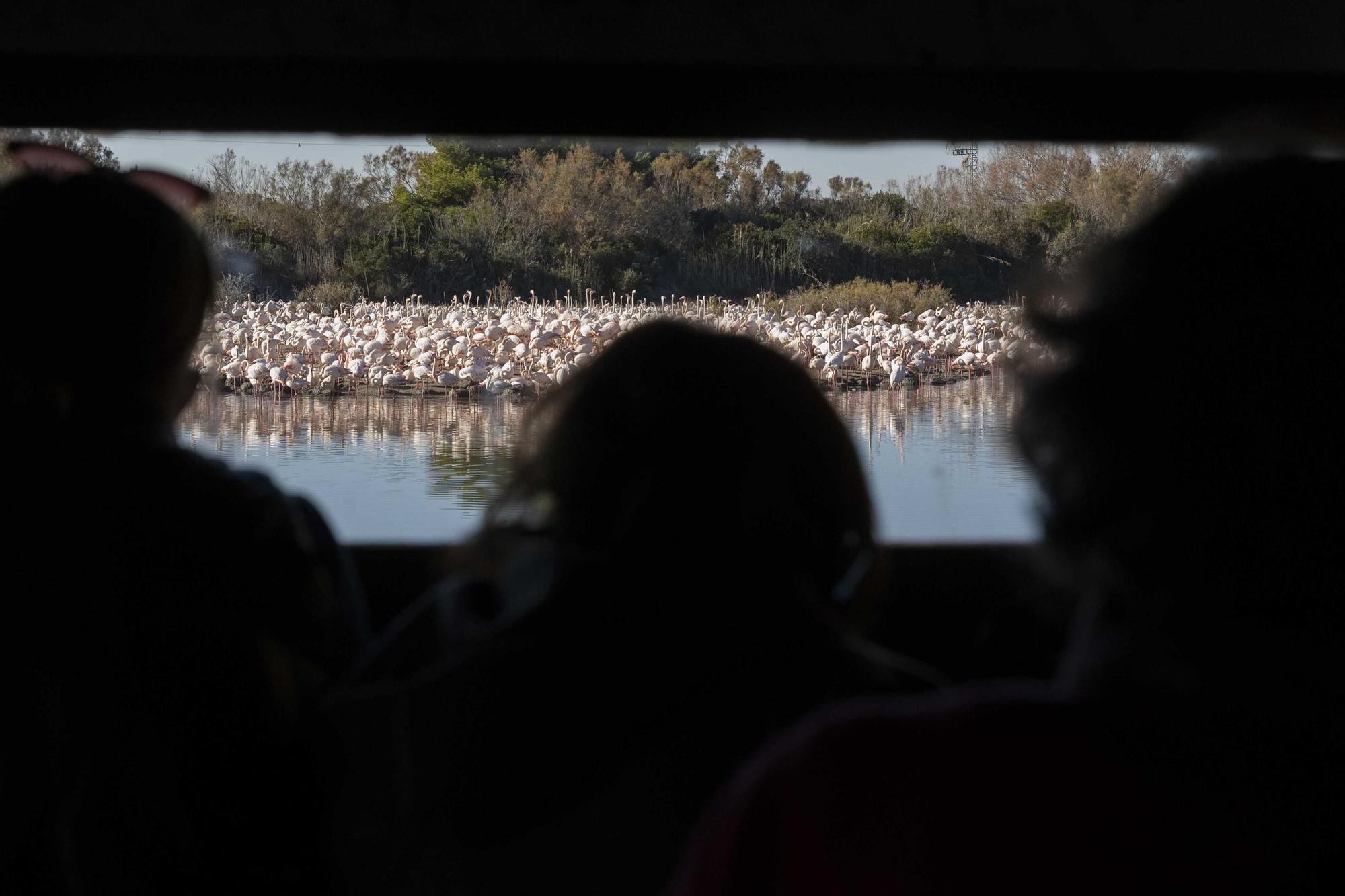 Los flamencos toman l'Albufera y preocupan a los arroceros