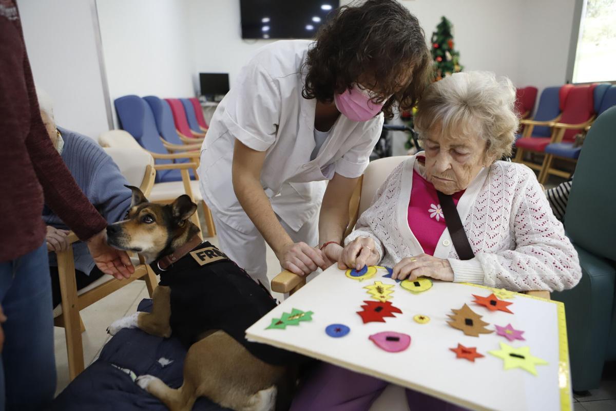 Frida, la perra de terapia asistida en una residencia de Zaragoza