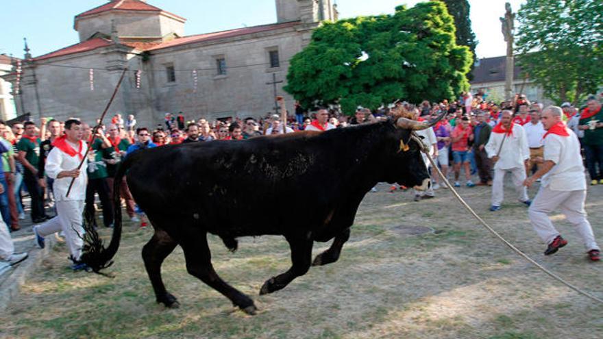 Festa do boi de Allariz (2015). //I. Osorio