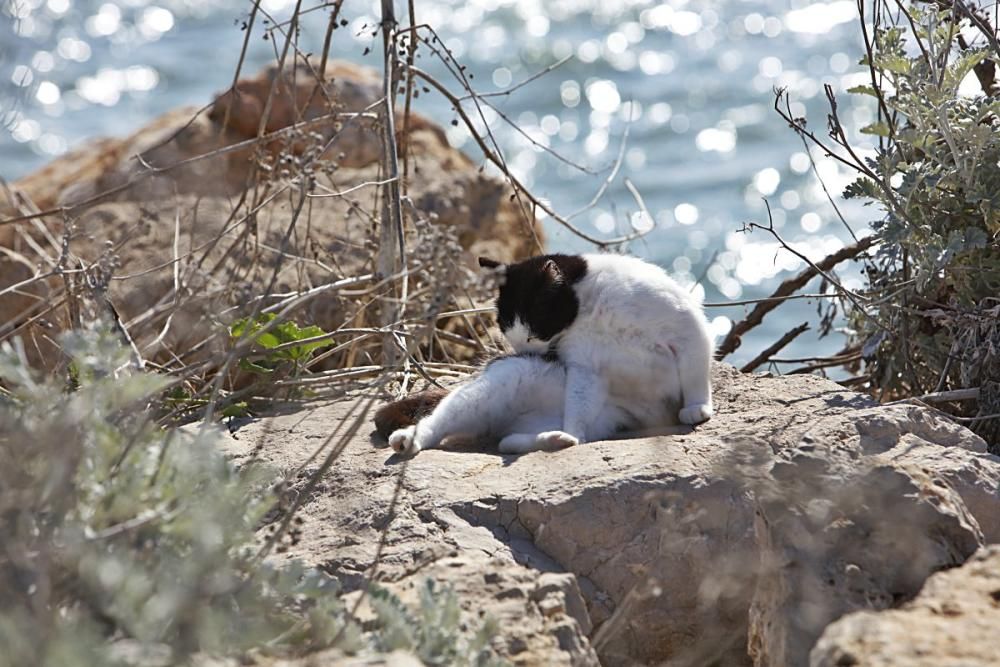 Die Katzen an Palmas Stadtstrand fristen ein trauriges Dasein.