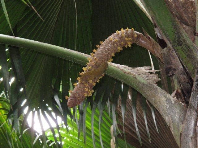 La investigadora del campus determina la variación genética entre reptiles de diferentes islas y, por tanto, la existencia de más especies de las que hasta ahora se creía