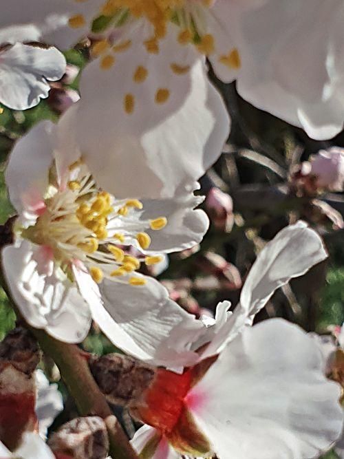 So schön blüht die Mandelblüte