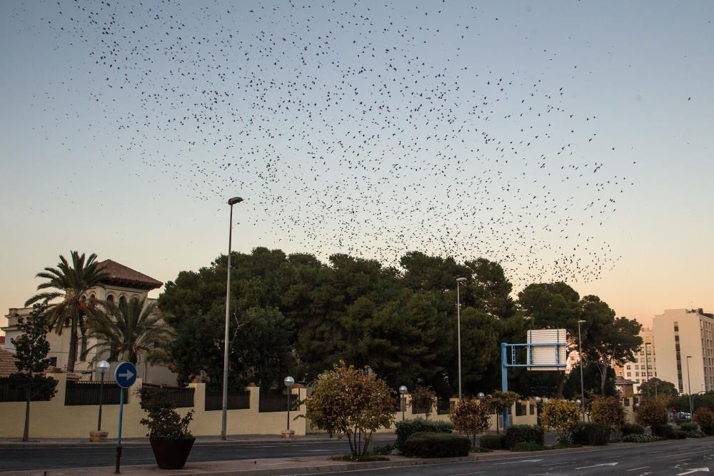 Invadidos por los estorninos en Alicante