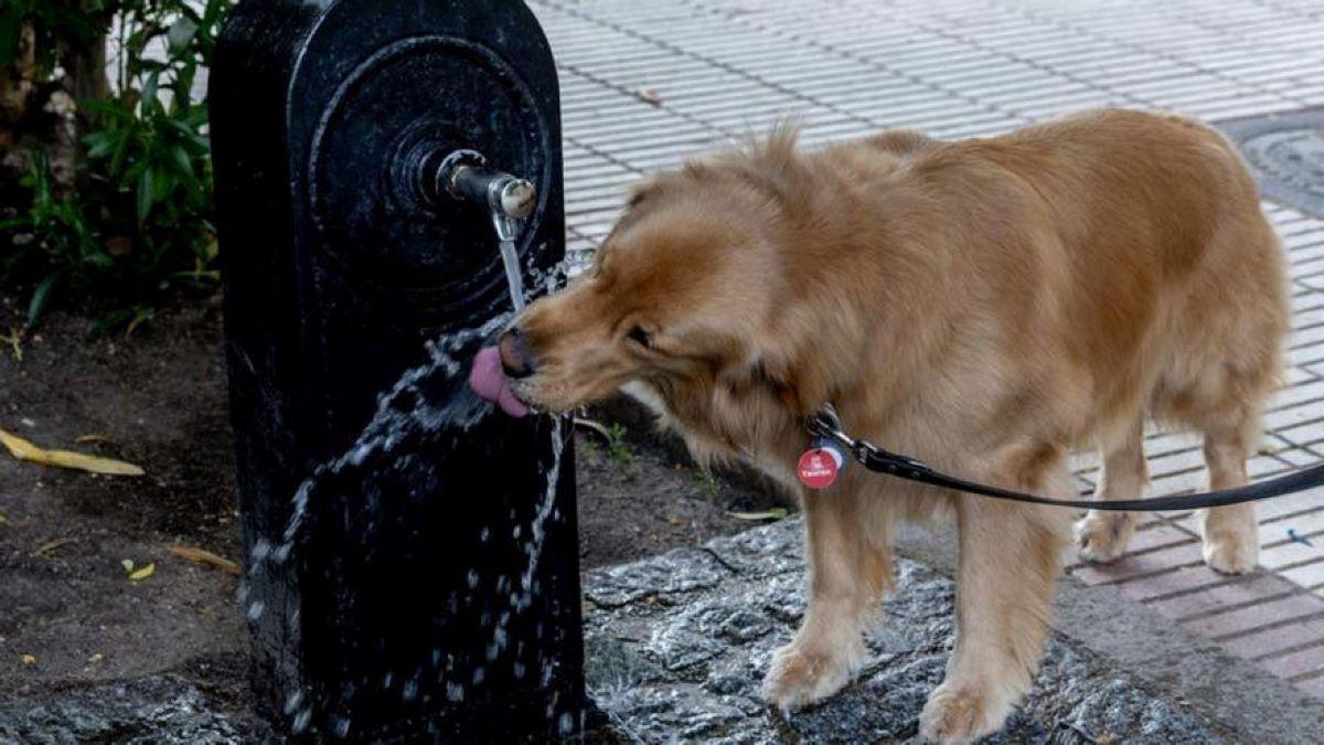 Un perro bebe agua en una fuente.