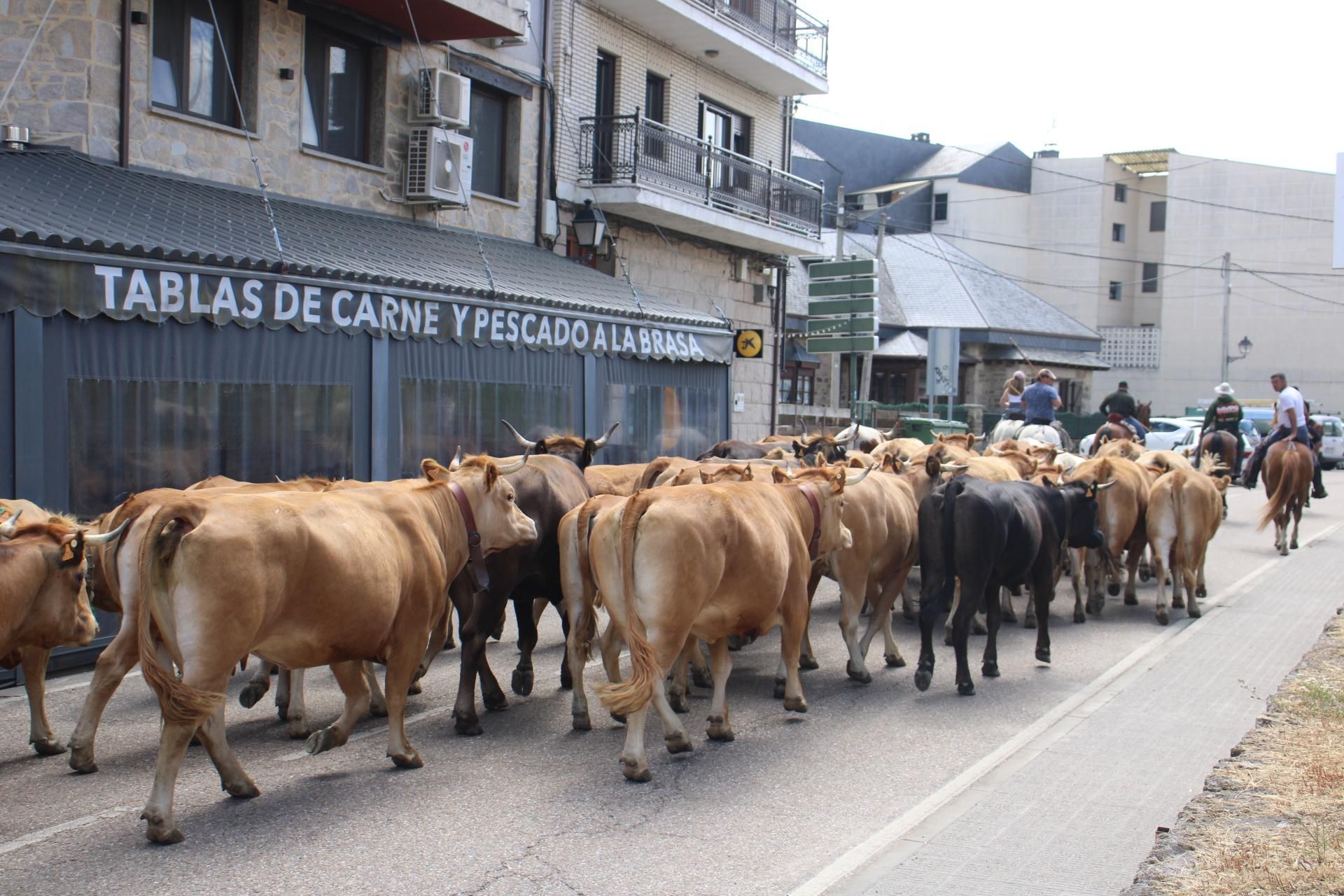 GALERÍA | Los ganados de la trashumancia pasan por Sanabria